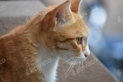Preview: Side profile of an adorable ginger cat looking aside on blurred background