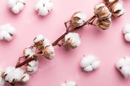 Preview: Autumn Floral Flat lay background composition. Dried white fluffy cotton flower