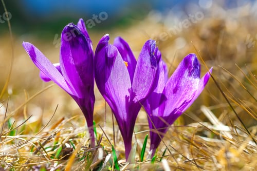 Preview: Purple crocus flowers in snow awakening in spring