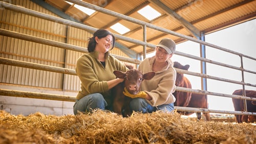 Preview: Two Female Farm Workers Checking On Calf In Barn