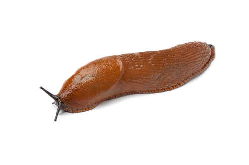 Preview: Single slug