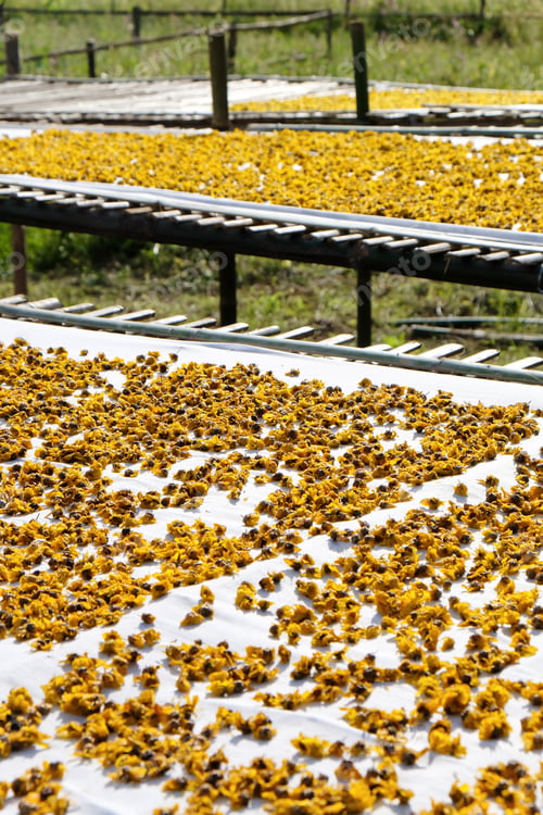 Preview: dried chrysanthemum flowers used for making herbal tea