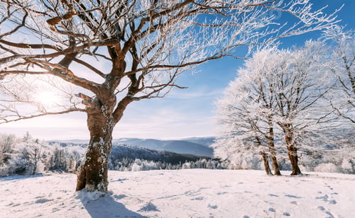 Preview: Frosty tree on winter field with sun shining through frozen branches