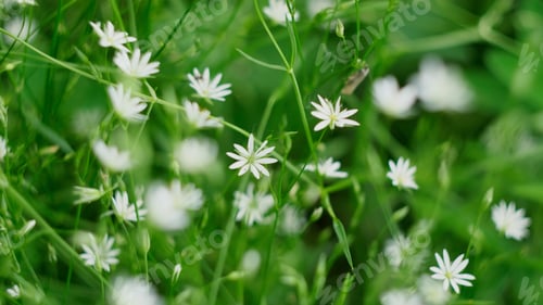 Preview: Green bright grass. Concept. A woman with a beautiful white pedicure walking on the grass with