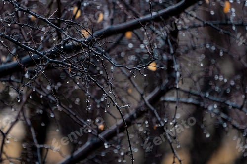Preview: Close-up of rain drops on a tree