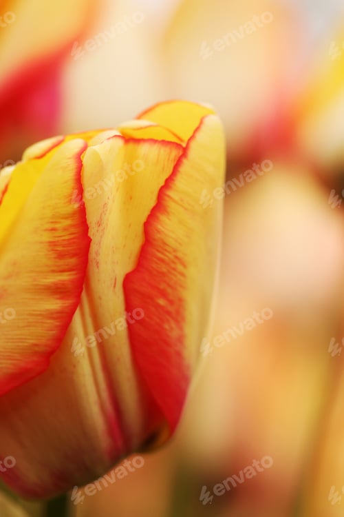 Preview: Tulip