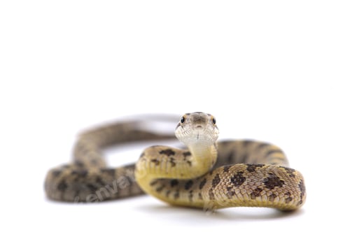 Preview: Rat snake attack pose isolated on white background