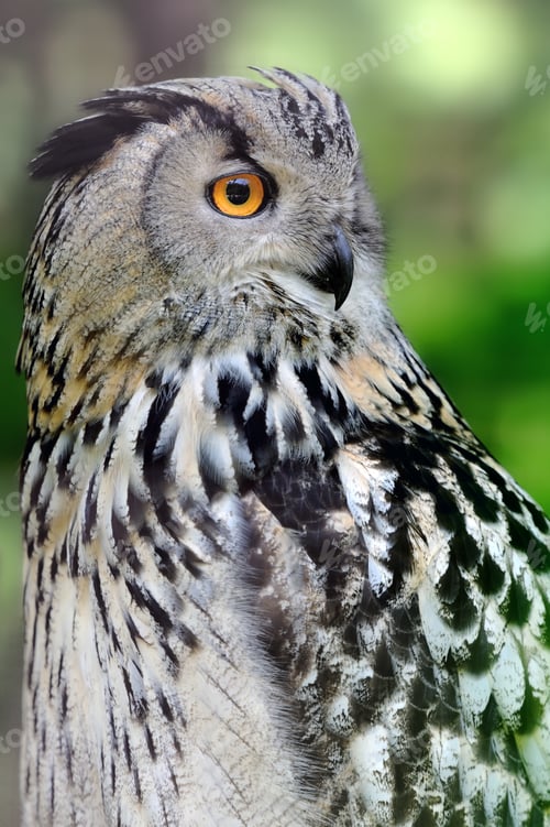 Preview: Wild young owl portrait
