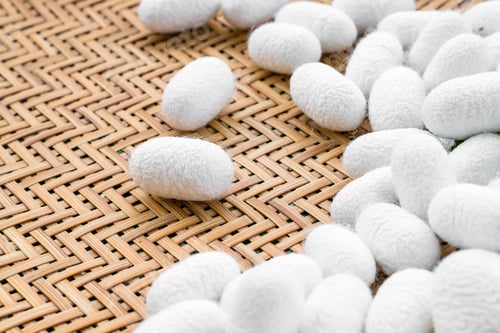 Preview: white silk cocoon, silky, fiber