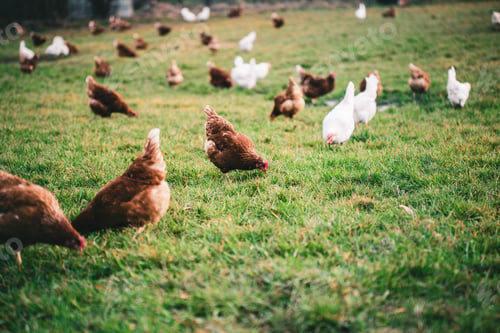 Preview: Beautiful shot of chickens on the grass in the farm