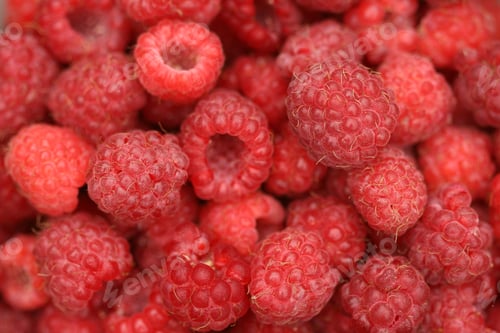 Vista previa: Yummy background made out of fresh raspberries