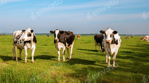 Preview: Dutch group of cows outside during sunny Spring weather in the Netherlands