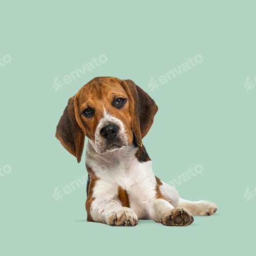 Preview: Adorable beagle puppy lying down on a vibrant green background