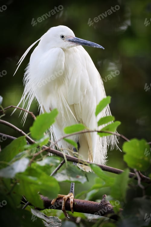 Preview: The little egret (Egretta garzetta) on tree branch