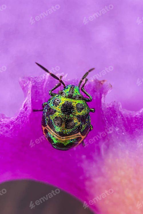 Preview: Rainbow shield bug, Ladybug, mangroves stink, colorfull bug, insect beetles
