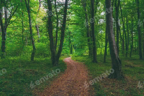 Preview: Photo of an Pacific Northwest forest hiking trail
