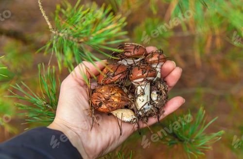 Preview: Mushroom picking in the forest. Selective focus.