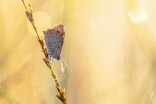 Preview: Small Copper butterfly with Dew Drops