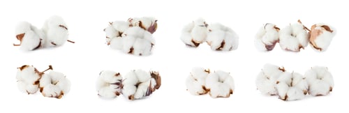 Preview: Set with fluffy cotton flowers on white background. Banner design