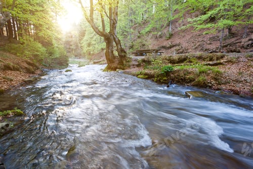 Preview: Forest river with active water flow