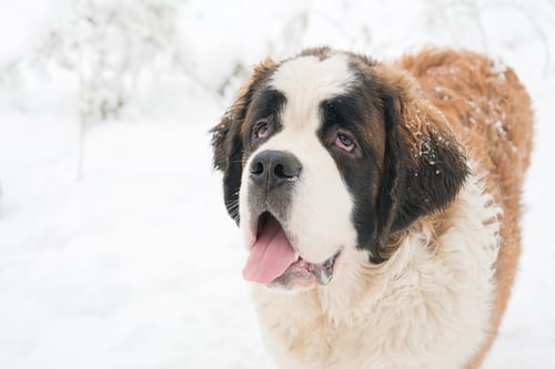 Preview: Portrait of saint bernard adult dog walking outdoors in winter day