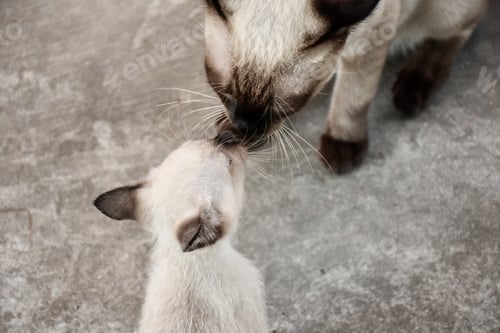 Preview: Beautiful adorable old style siamese blue point shorthaired cat, thai cat with amazing blue eyes.