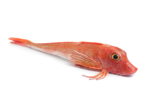 Preview: Whole single fresh red Tub gurnard fish