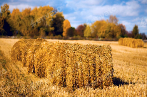 Preview: Straw in the field