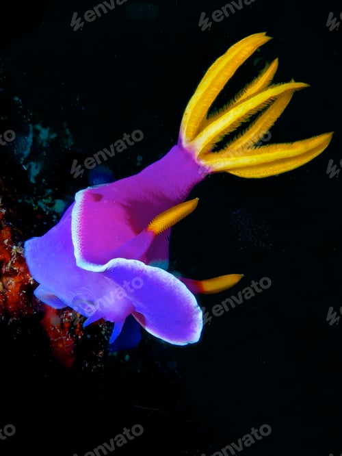 Preview: Nudibranch float on water
