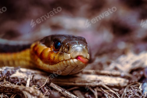 Preview: Closeup of a snake with a forked tongue
