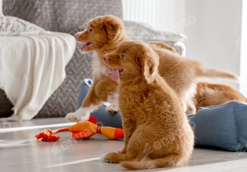 Preview: Toller Puppies With Bright Duck Toy In Room