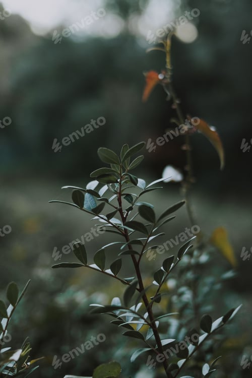 Preview: Green fresh plant on field