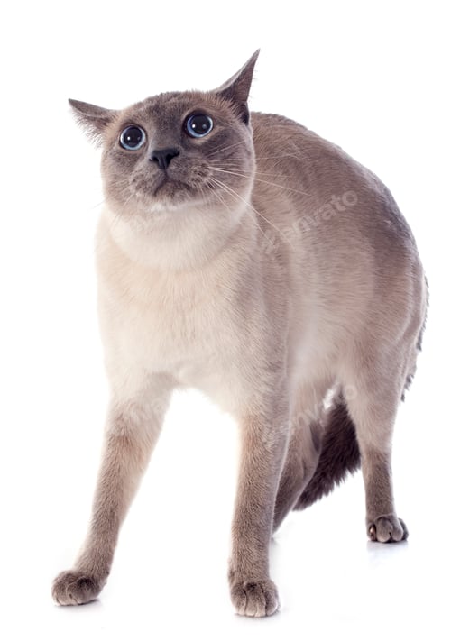 Preview: Siamese Cat