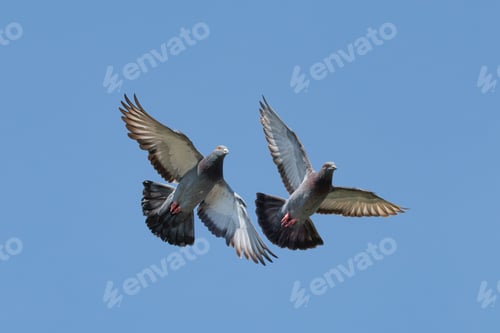 Preview: Pigeons in flight against a clear blue sky