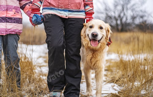 Preview: Golden retriever dog walking in the winter field