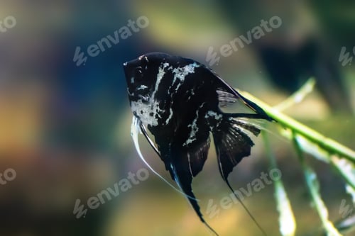 Preview: Marble Angelfish (Pterophyllum scalare) - Freshwater Fish