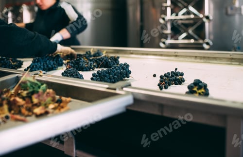 Preview: People working in a winery cleaning the grapes