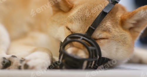 Preview: Shiba inu with muzzle
