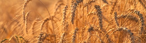 Preview: Wheat growing spikelets field harvest. Selective focus.
