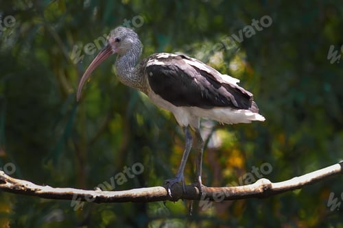 Preview: Young Scarlet Ibis (Eudocimus ruber)