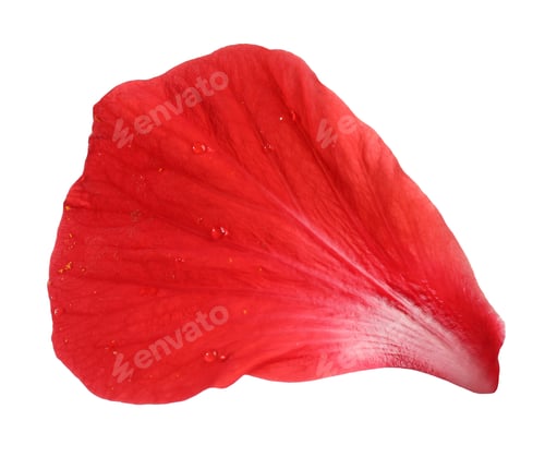 Preview: Petal of red hibiscus flower isolated on white