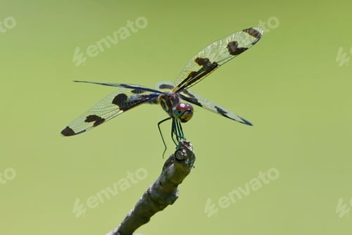 Preview: Banded Pennant Dragonfly perched on a twig against a blurred green background