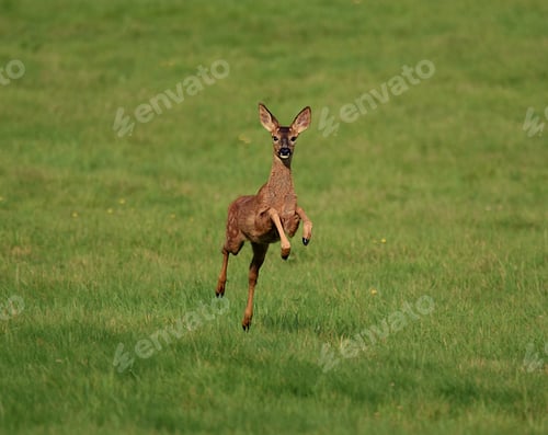 Preview: Closeup shot of a Roe deer in a forest