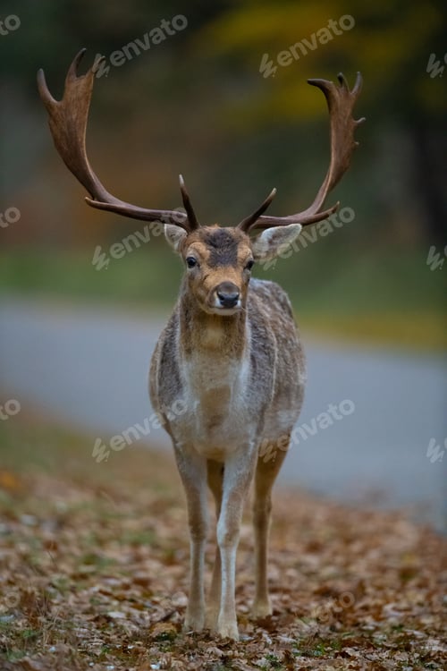 Preview: Selective focus shot of horned deer in the forest