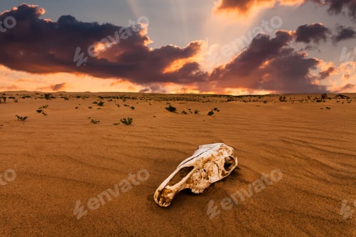 Preview: Skull of an animal in the sand desert at sunset