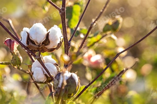 Preview: Cotton Plant With Flower Buds
