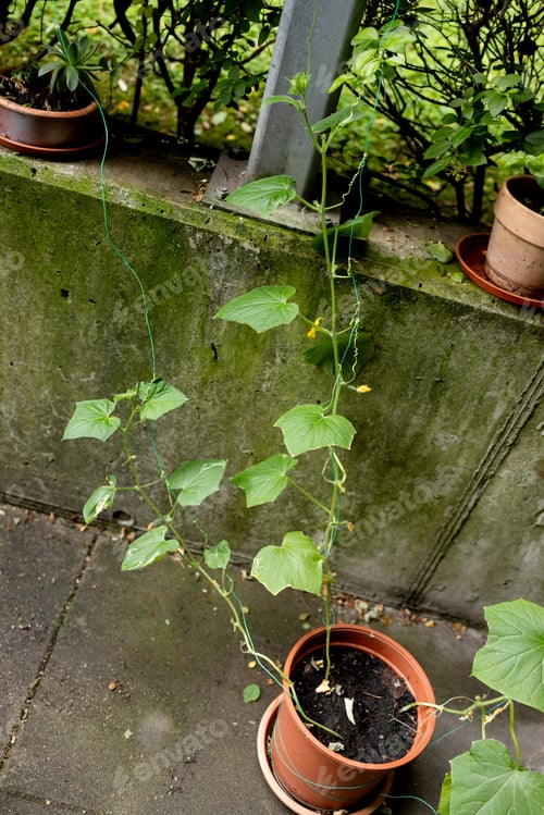 Preview: Three gherkin cucumber plants in one pot on the balcony. Flowers and ovaries. View from above