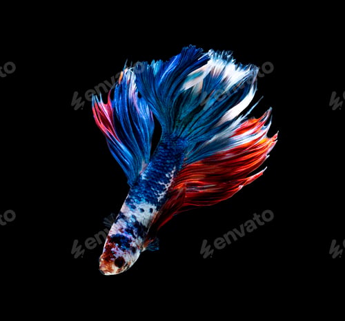 Preview: Betta fish, siamese fighting fish, betta splendens isolated on black background