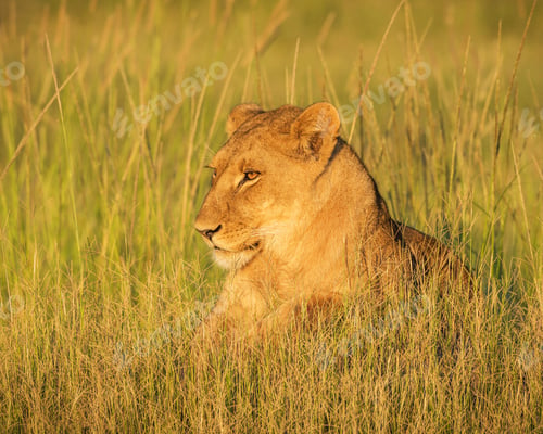 Preview: A Travel Around the world with beautiful Botswana Wildlife picture