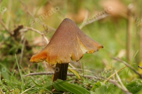 Preview: Closeup on the colorful orange Witch's Hat mushroom, Hygrocybe conica , standig up in a grassland